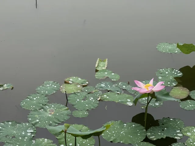 Navigating Disability and Chronic Illness at Work: Lessons Learnt from Malaysia, Africa, and the US